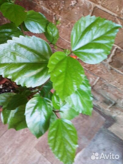 Гибискус китайская роза