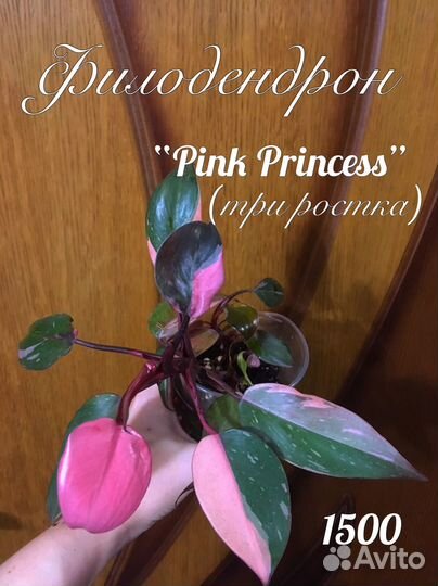 Разные комнатные растения