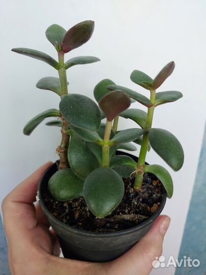 Комнатные цветы набор