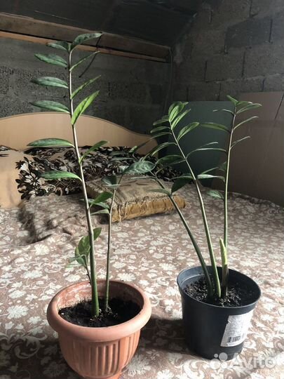 Замиокулькас