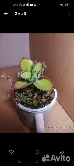 Каланхоэ лаетивиренс