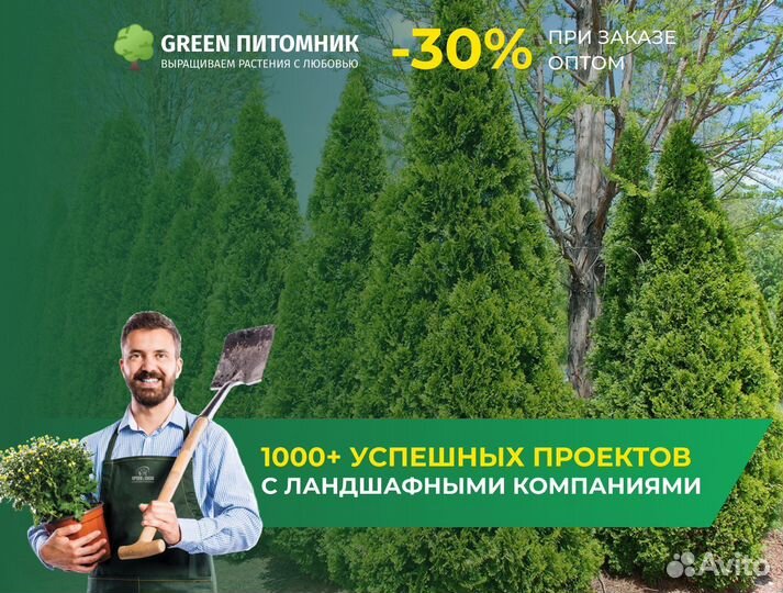 Туи садовые