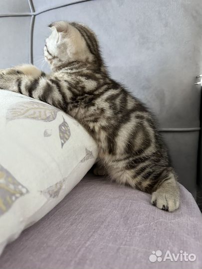 Шотландский котик