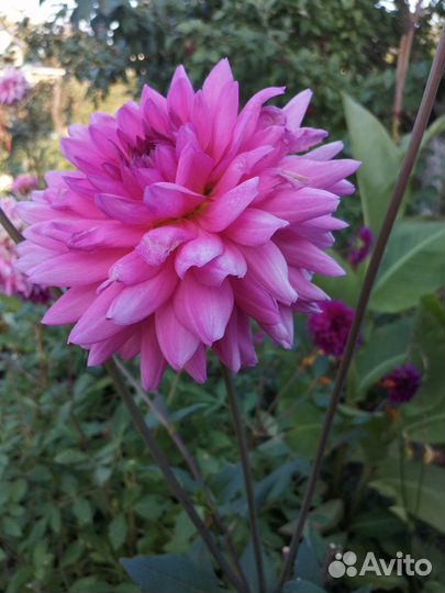 Корни георгин