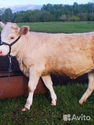 Телка на племя