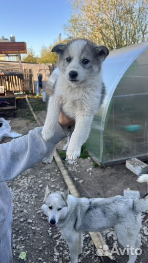 Щенки в добрые руки