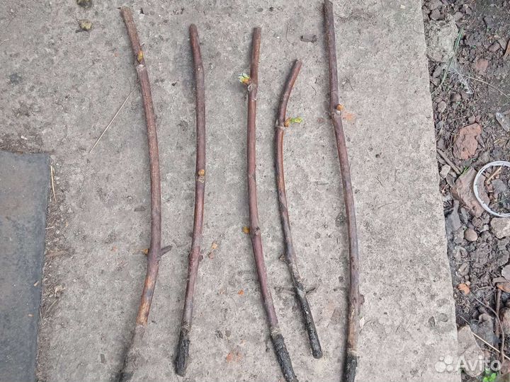 Черенки винограда(чубук)