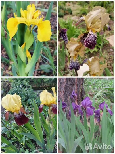 Многолетние цветы для сада