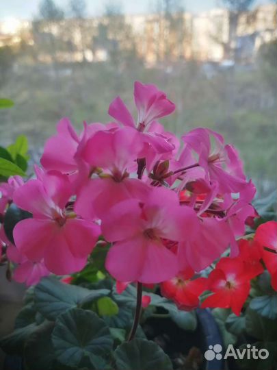 Герань пеларгония