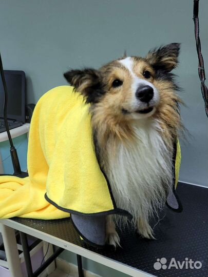 Груминг стрижка собак и кошек Тюмень