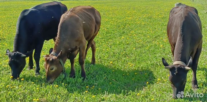 Продаётся телки и нетель черно-пёстрой породы