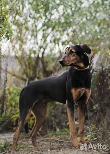 Собака в добрые руки. Винс в поисках дома
