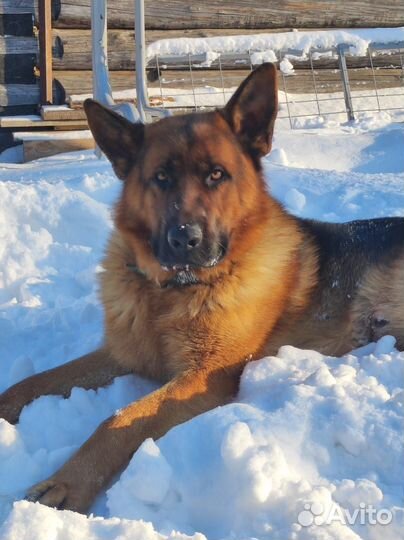Кобель немецкой овчарки 2 года. Вязка