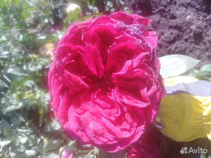 Розы из сада