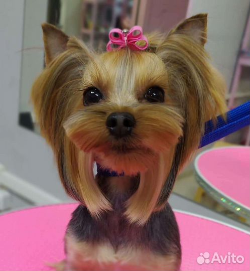 Обучение грумингу с дальнейшим трудоустройством