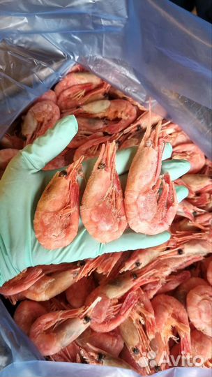 Креветка Гренландия