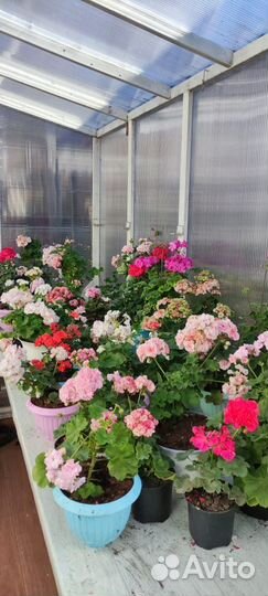 Герань пеларгония