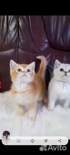 Шотландские котята