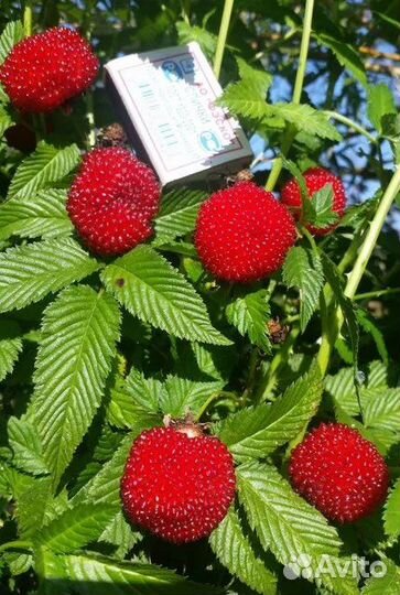 Тибетская малина/ежевика/малина красная и желтая