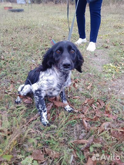 Спаниелька девочка