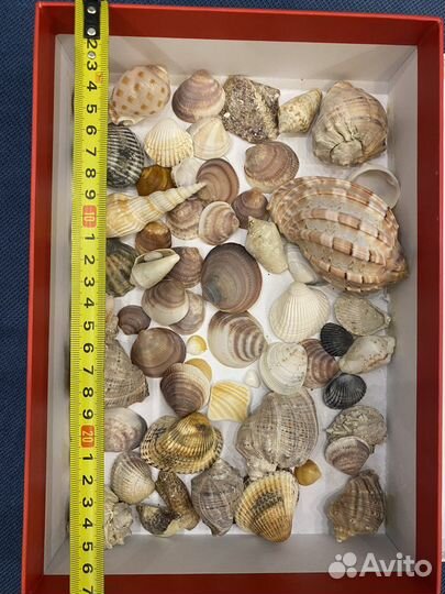 Ракушки морские (раковины)