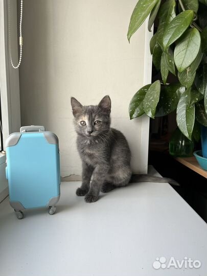 Котенок девочка Удача