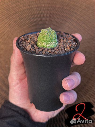 Pseudolithos migiurtinus