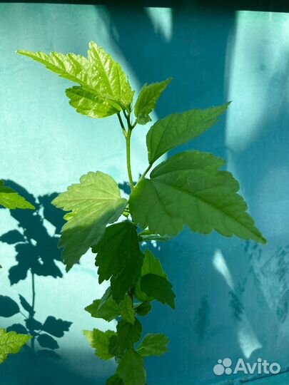 Гибискус (взрослые саженцы)