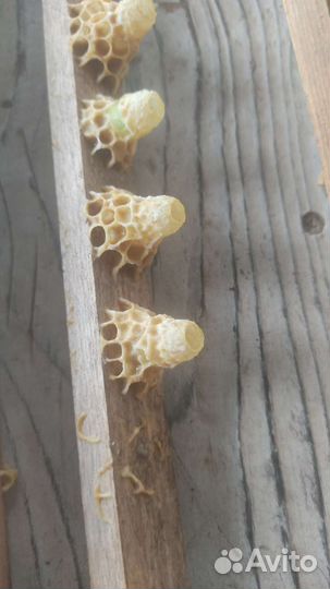 Маточное молочко, мёд