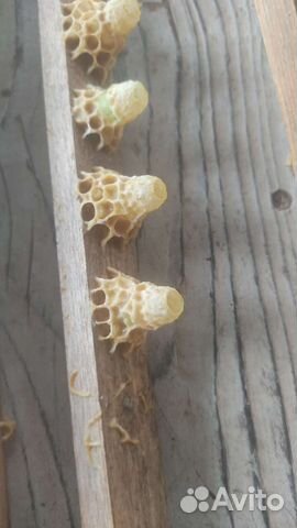 Маточное молочко, мёд