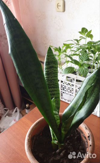 Сансевиерия