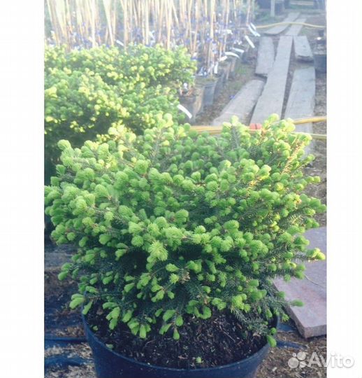 Ель Нидиформис