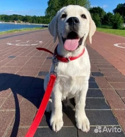 Выгульщик собак