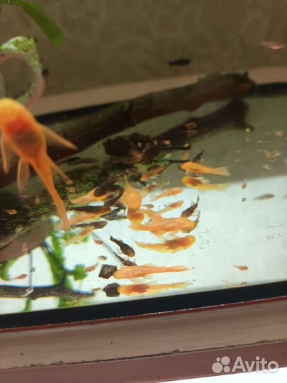 Рыбки аквариумные