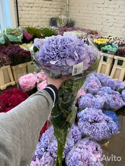 Гортензия оптом