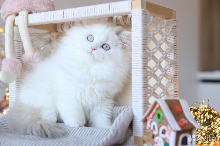 Лучший комочек счастья