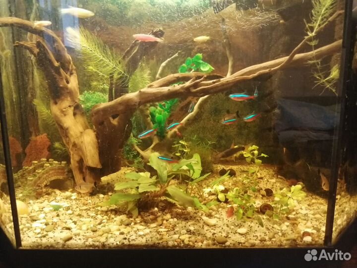 Аквариум 60л