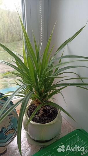 Комнатные цветы бесплатно