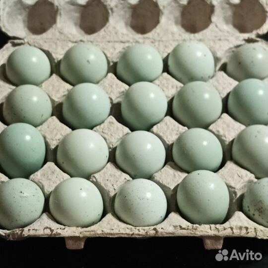 Селадон инкубационное яйцо, молодняк