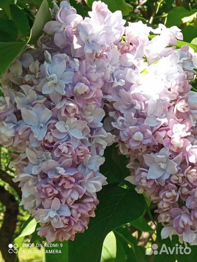 Сортовая сирень