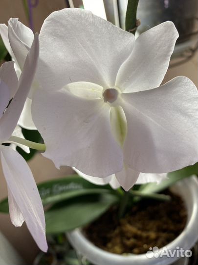 Орхидея фаленопсис