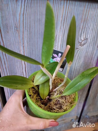 Детки дендробиумов, каттлея