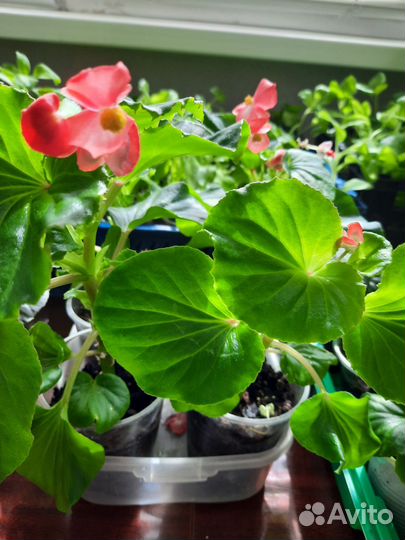 Бегония вечноцветущая красная