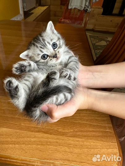 Шотландские котята