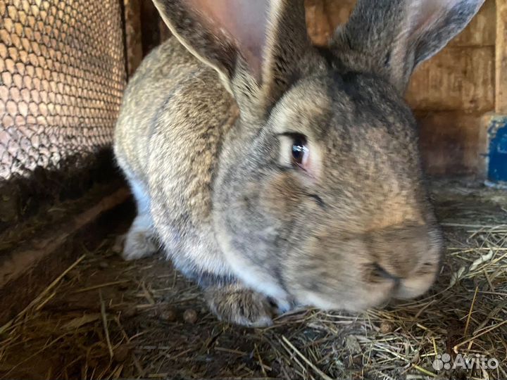 Продам кроликов