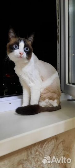 Грумер-стрижка шерсти/когтей кошкам без наркоза