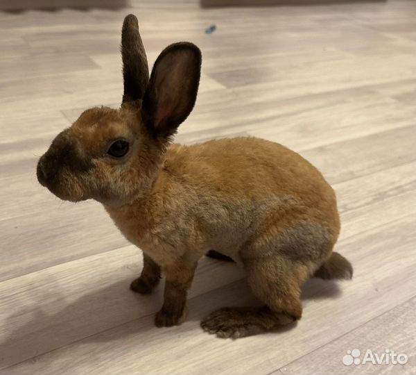 Кролик Вязка девочка