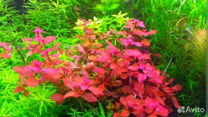 Аквариумные растения