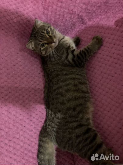 Кошка на вязку