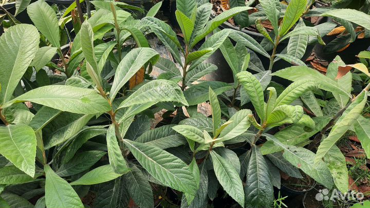 Мушмула японская